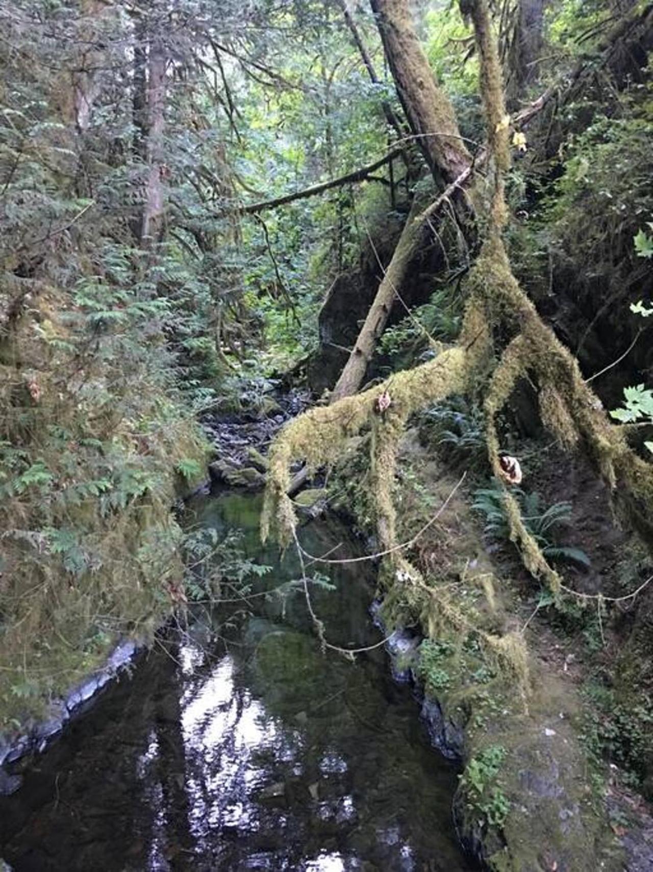 The Great Escape - Port Renfrew Villa Buitenkant foto